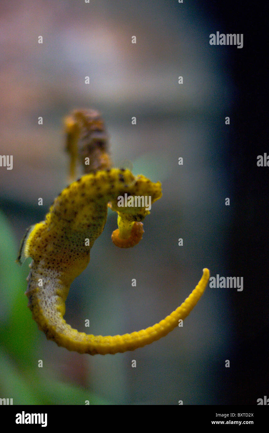 Coppia Di Downrigger Seahorse AR-2000 Per Pesca In Mare, Con Basi, Usati Revisionati