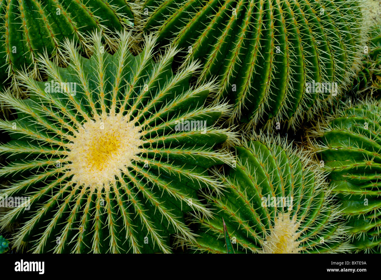Uk, Londra, Kew Gardens, canna cilindro Cactus Foto Stock