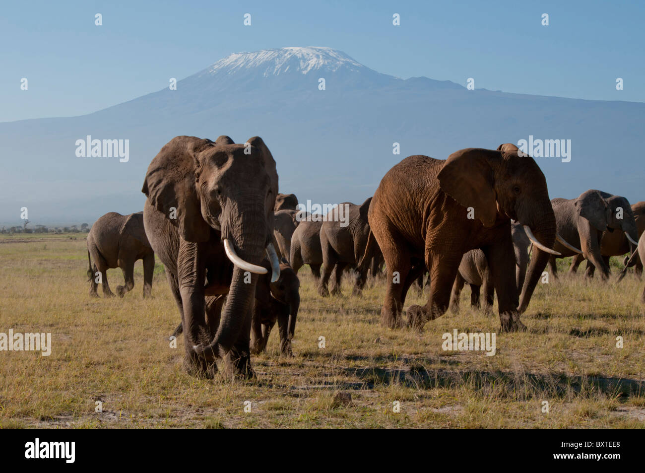 Kenya, Amboseli, Kilimanjaro, una mandria di elefanti Foto Stock