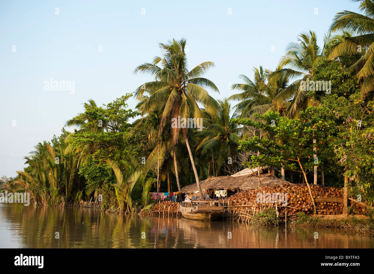 Allevamento di noce di cocco, Ben tre, Delta del Mekong, Vietnam Foto Stock