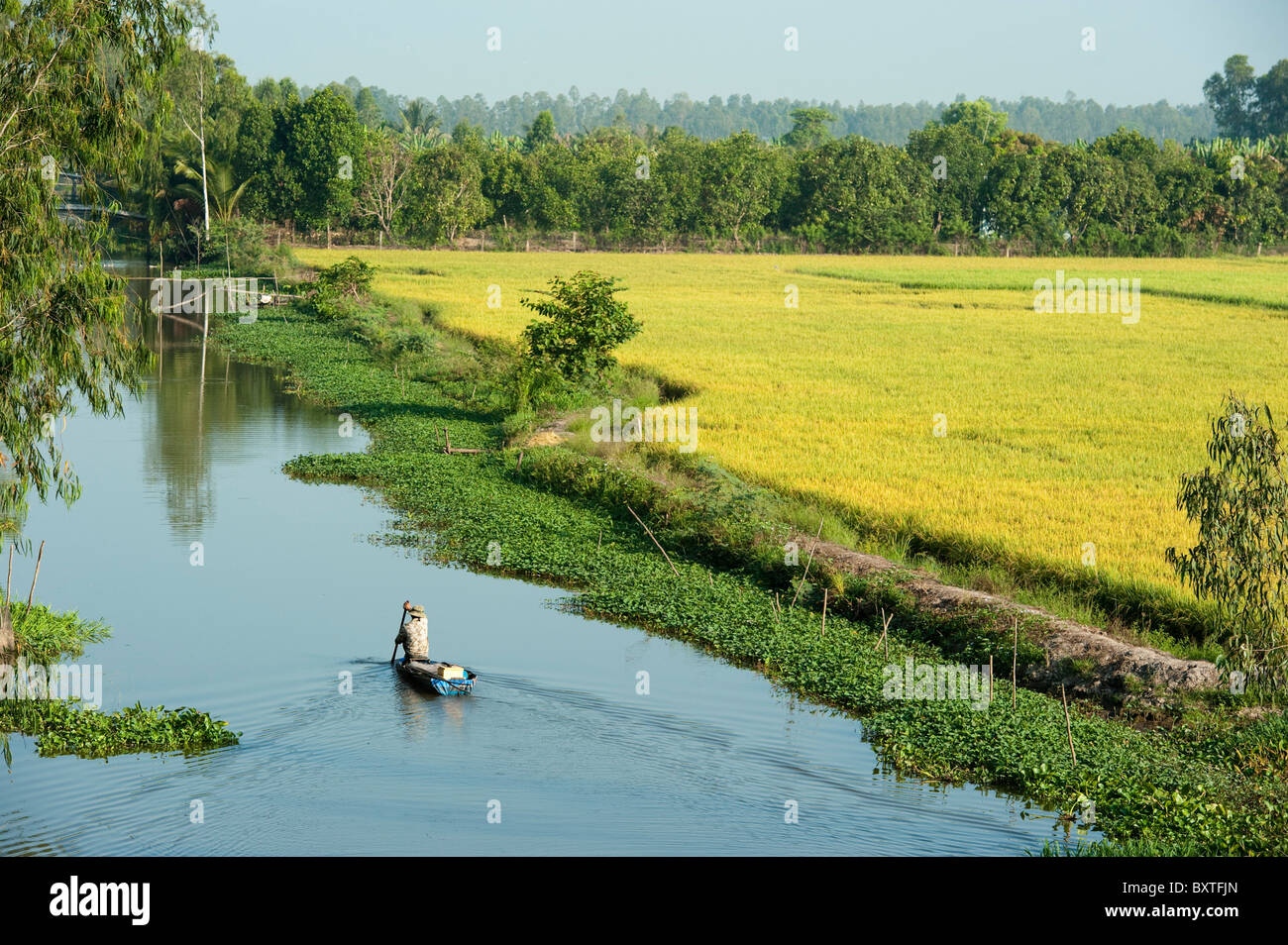 In canoa sul fiume tra le risaie del Delta del Mekong, Chau Doc, Vietnam Foto Stock