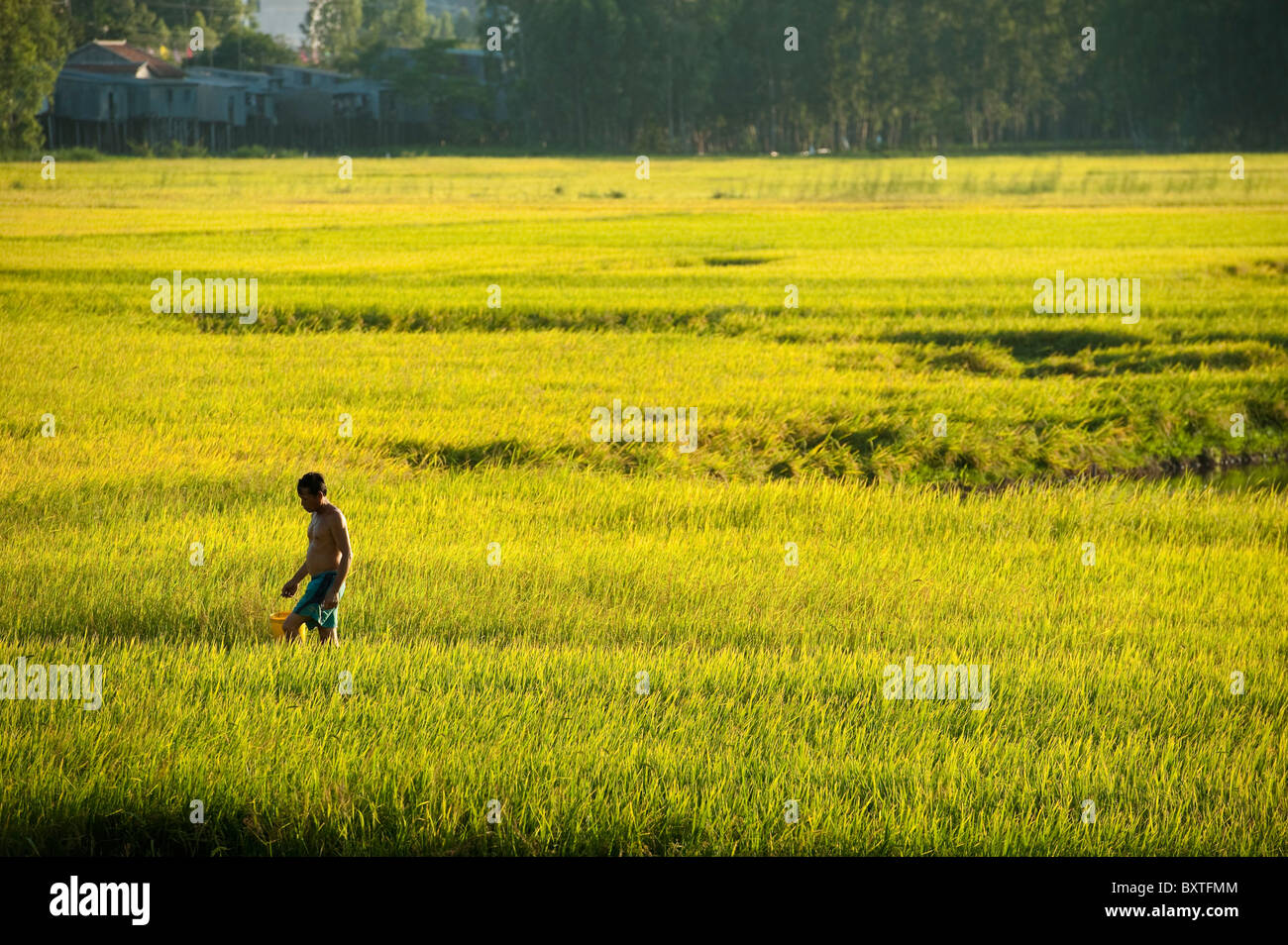 Risaie del Delta del Mekong, Chau Doc, Vietnam Foto Stock