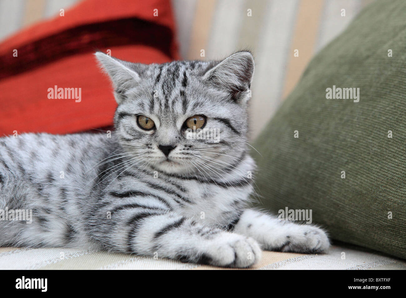 British Shorthair, Silver Spotted gattino, 3 mesi di età Foto Stock