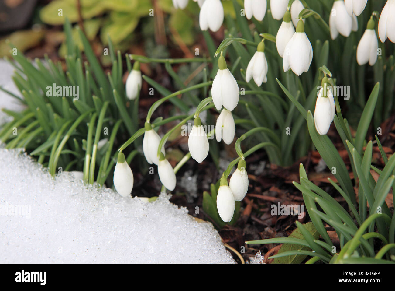 Fiori, Snowdrops nella neve Foto Stock