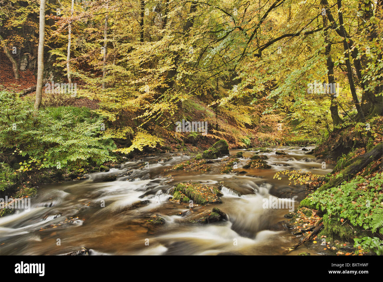 Foglie di autunno coprire gli alberi lungo un ruscello in Scozia. Foto Stock