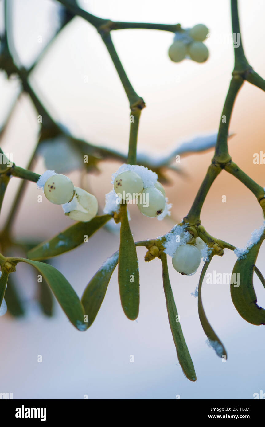 Un rametto di vischio europeo con bacche di colore bianco - Viscum album Foto Stock