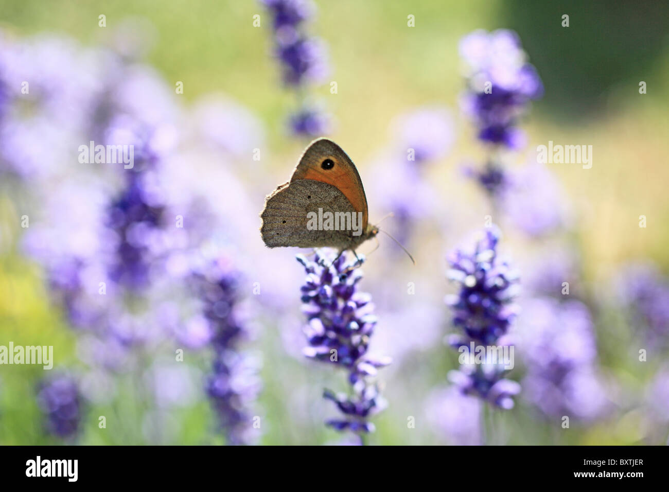 Lavanda In English Country Garden Foto Stock