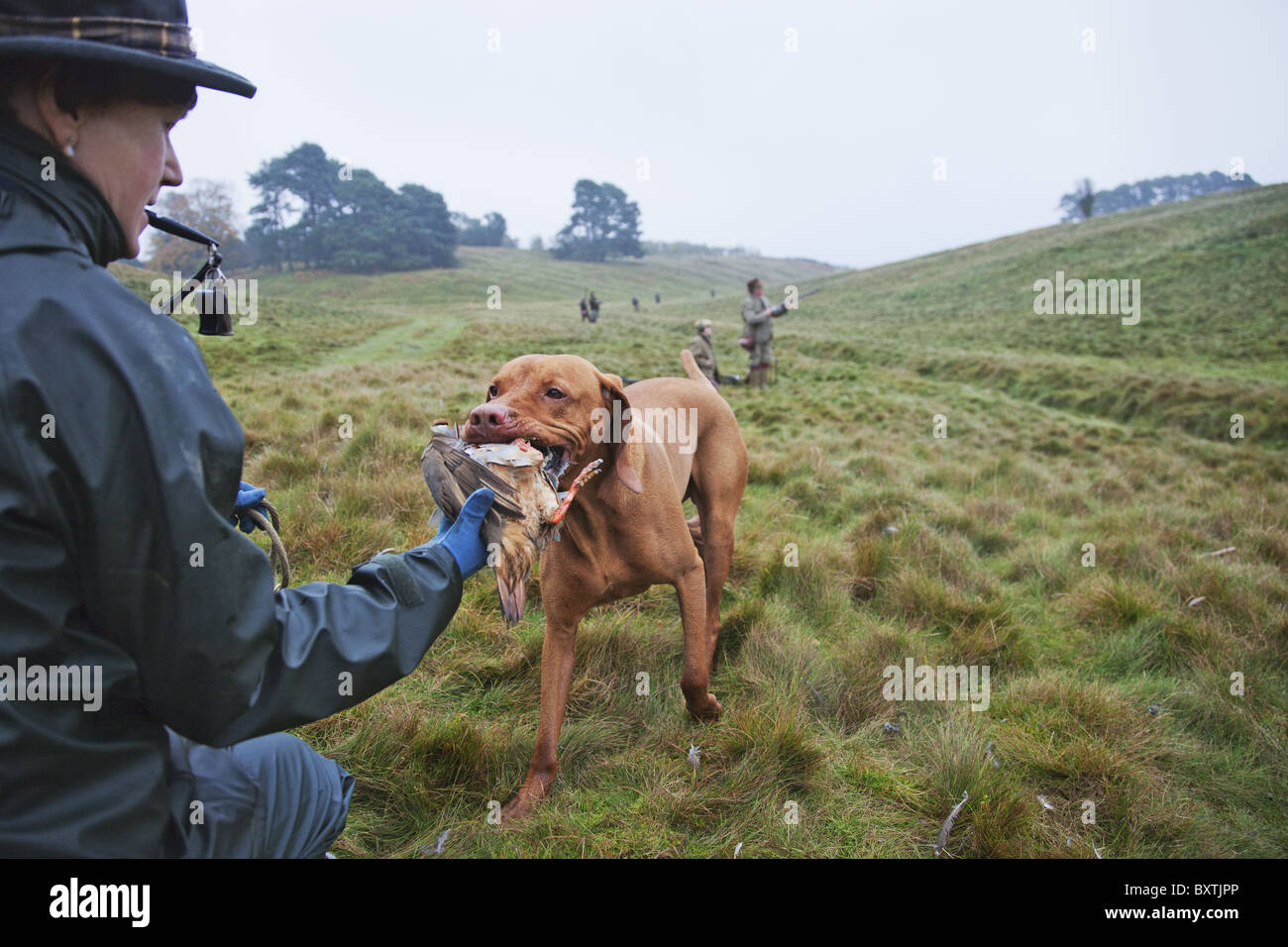 Un detentore di gioco con puntatore Vizsla portando una pernice che è stata ripresa dai cacciatori durante un orginized hunt. Foto Stock