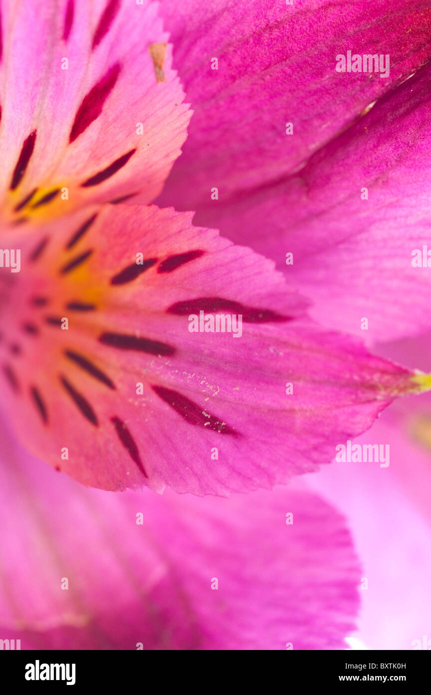 Alstroemeria. bellezza Fiore rosa Foto Stock