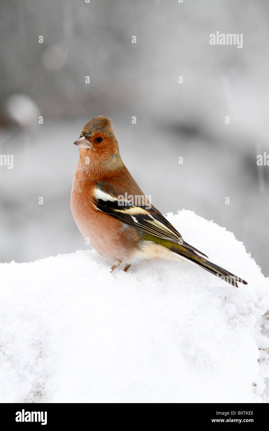 Fringuello, (Fringilla coelebs) maschio adulto, appollaiato sulla coperta di neve il ramo di un albero Warwickshire, Inghilterra, Dicembre Foto Stock