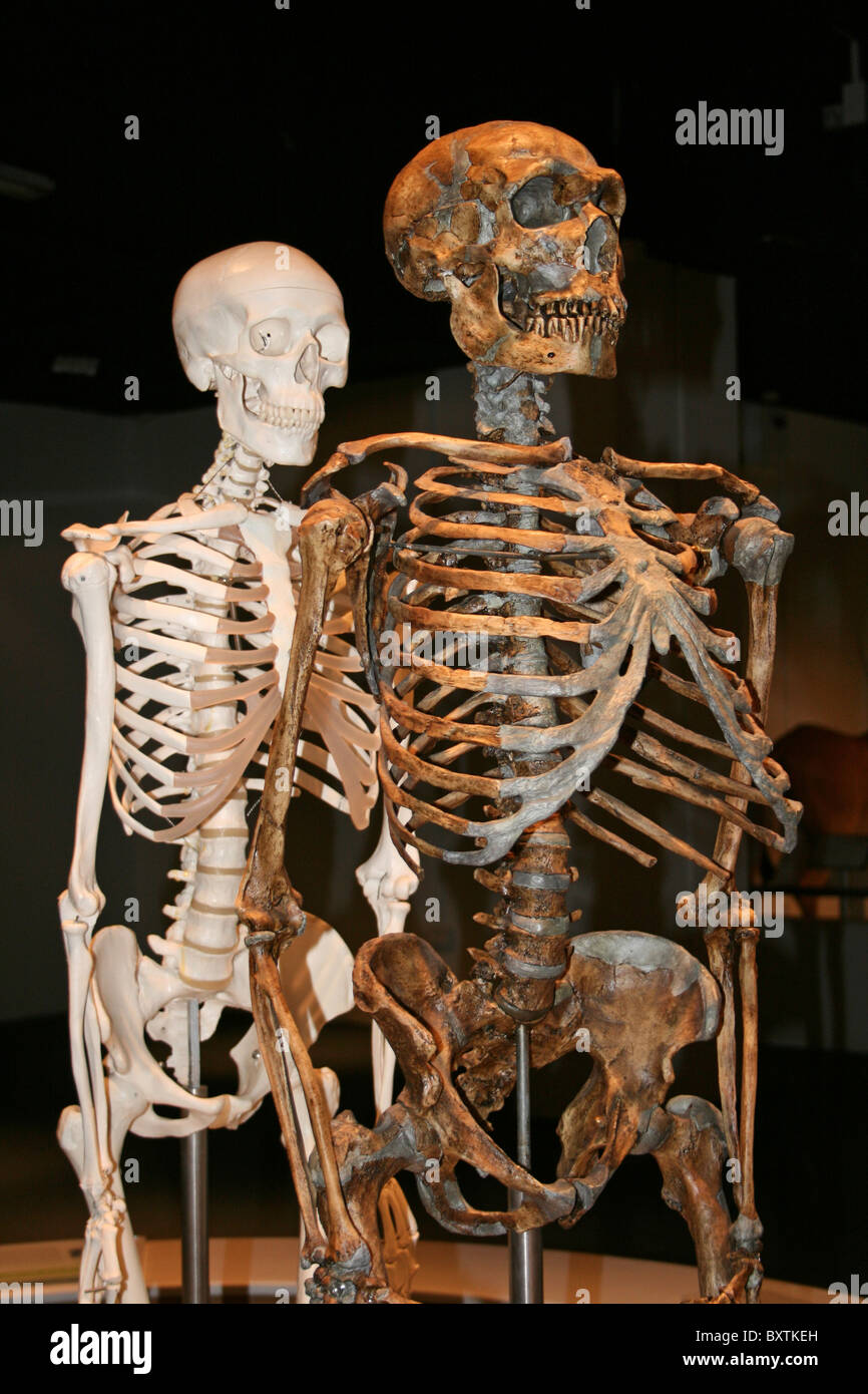 Scheletri di modello che mostra all'uomo di Neanderthal e un moderno umano dietro Foto Stock