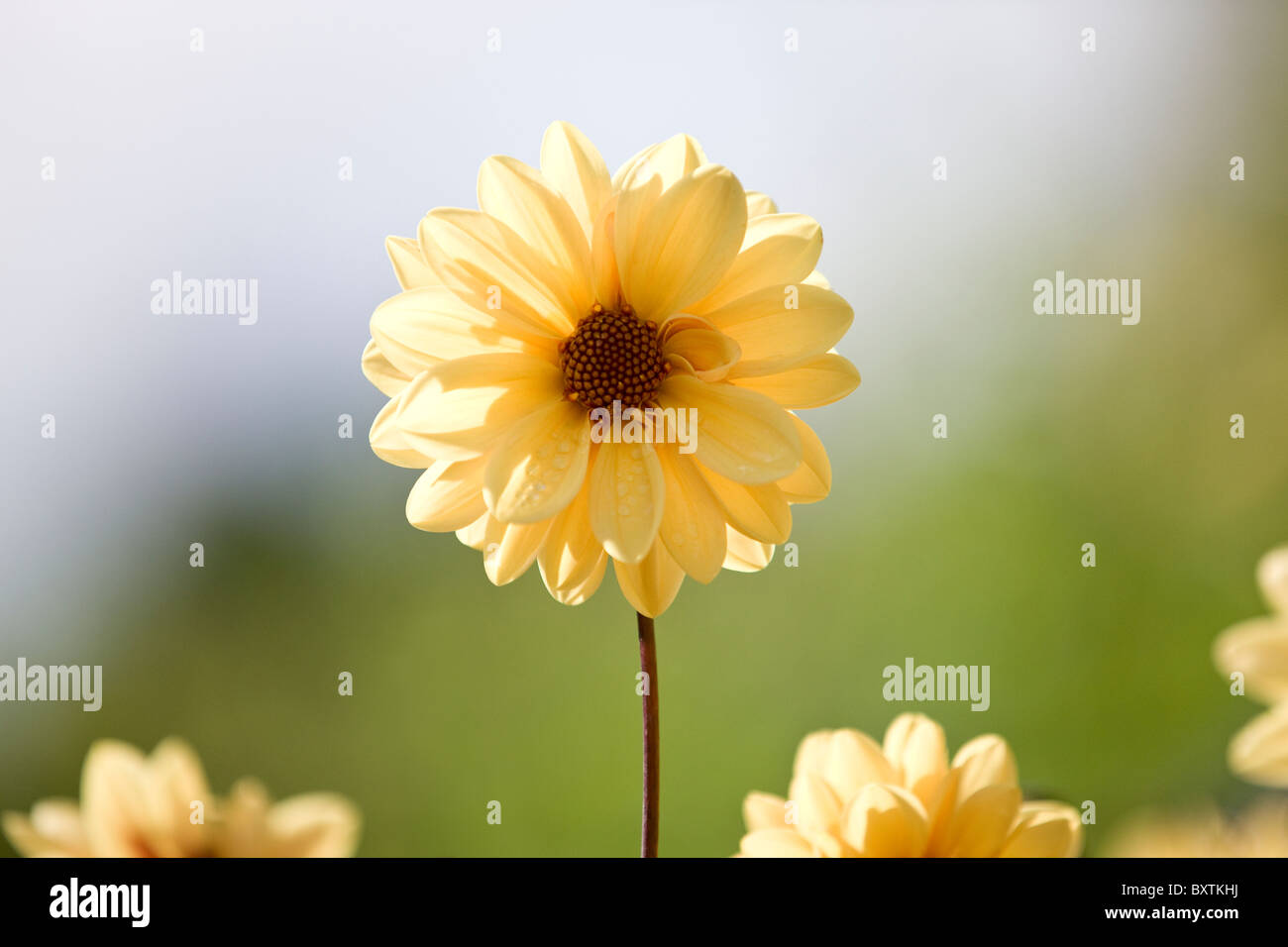 Un crisantemo giallo fiore Foto Stock