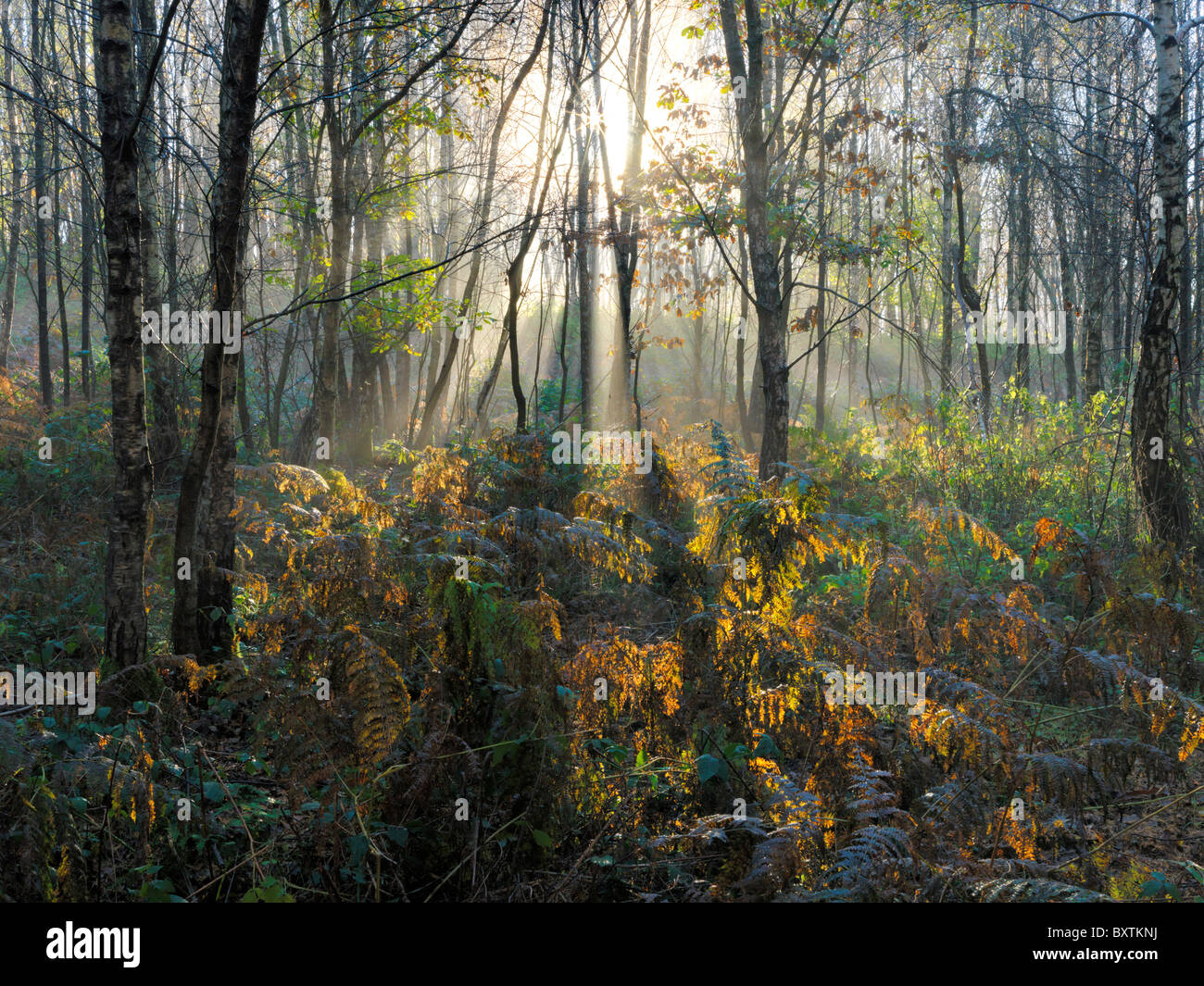 Scena di bosco East Sussex Foto Stock