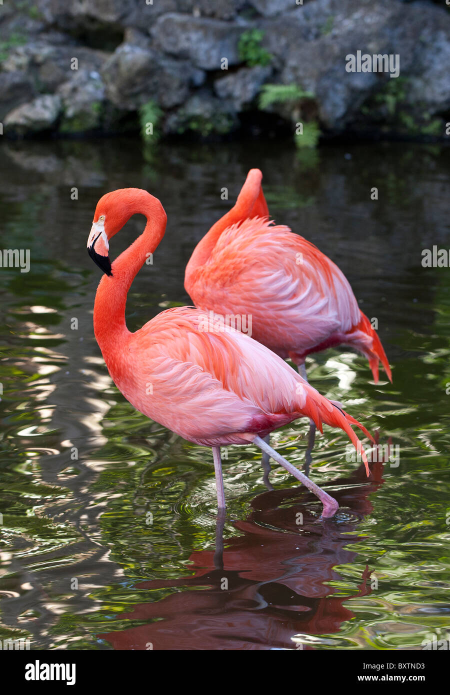 Fenicottero maggiore (Phoenicoperus ruber) in Florida Park Foto Stock