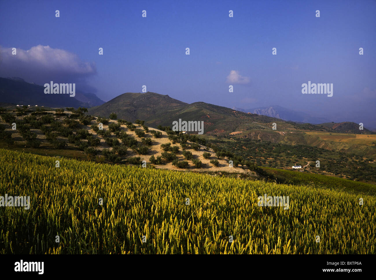 L'Europa, Spagna, Andalusia Sierra Almijara Montagne Tajeda Foto Stock