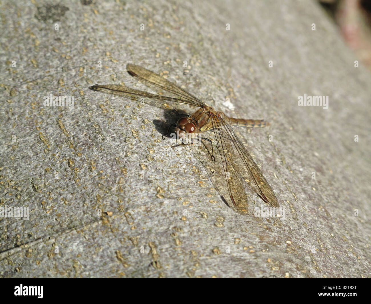 Dragonfly crogiolarsi al sole su un albero morto nel West Sussex, Regno Unito Foto Stock