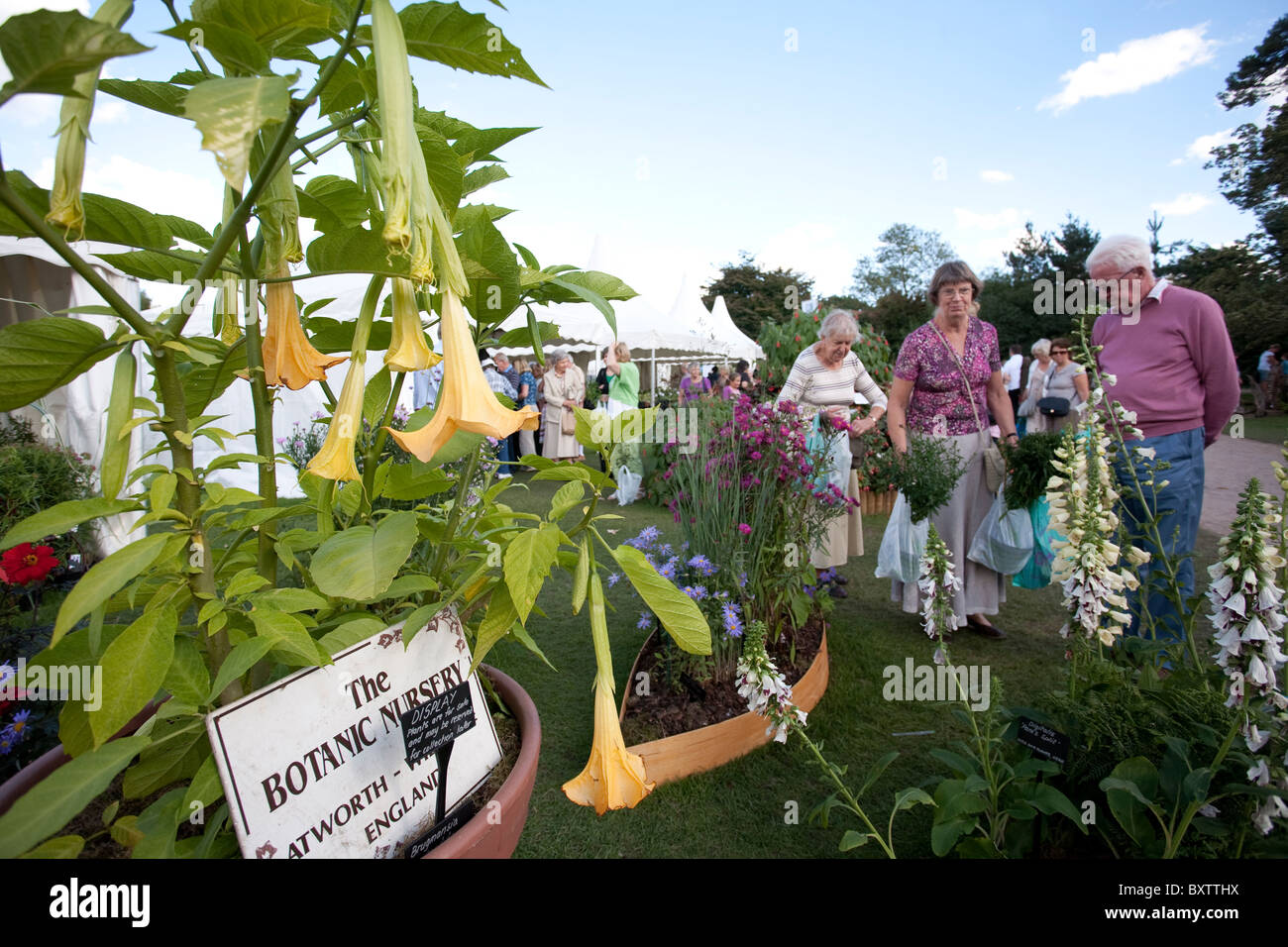 Brugmansia impianto botanico al giardino RHS Wisley Flower Show. Foto:Jeff Gilbert Foto Stock