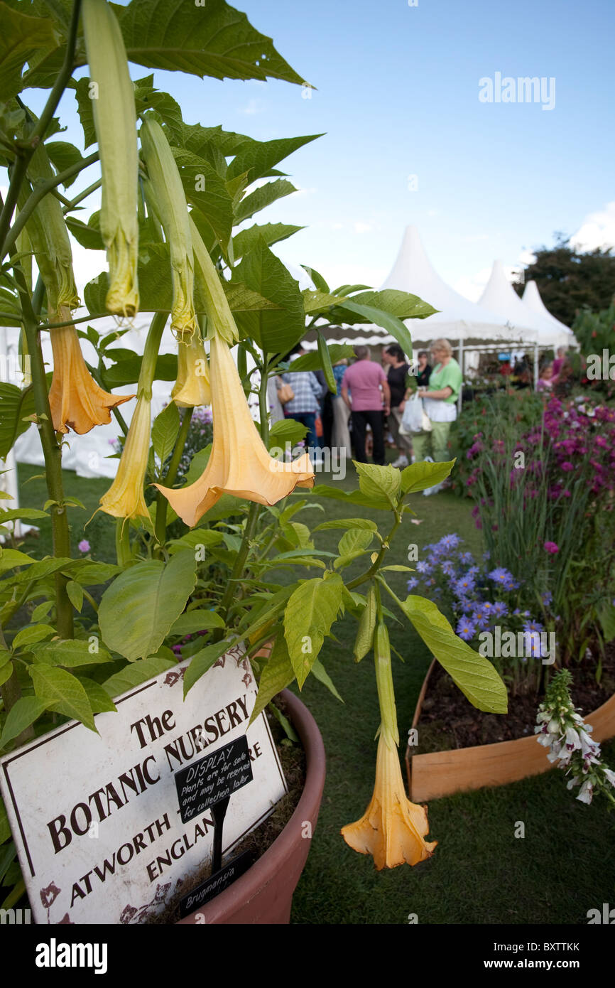 Brugmansia impianto botanico al giardino RHS Wisley Flower Show. Foto:Jeff Gilbert Foto Stock
