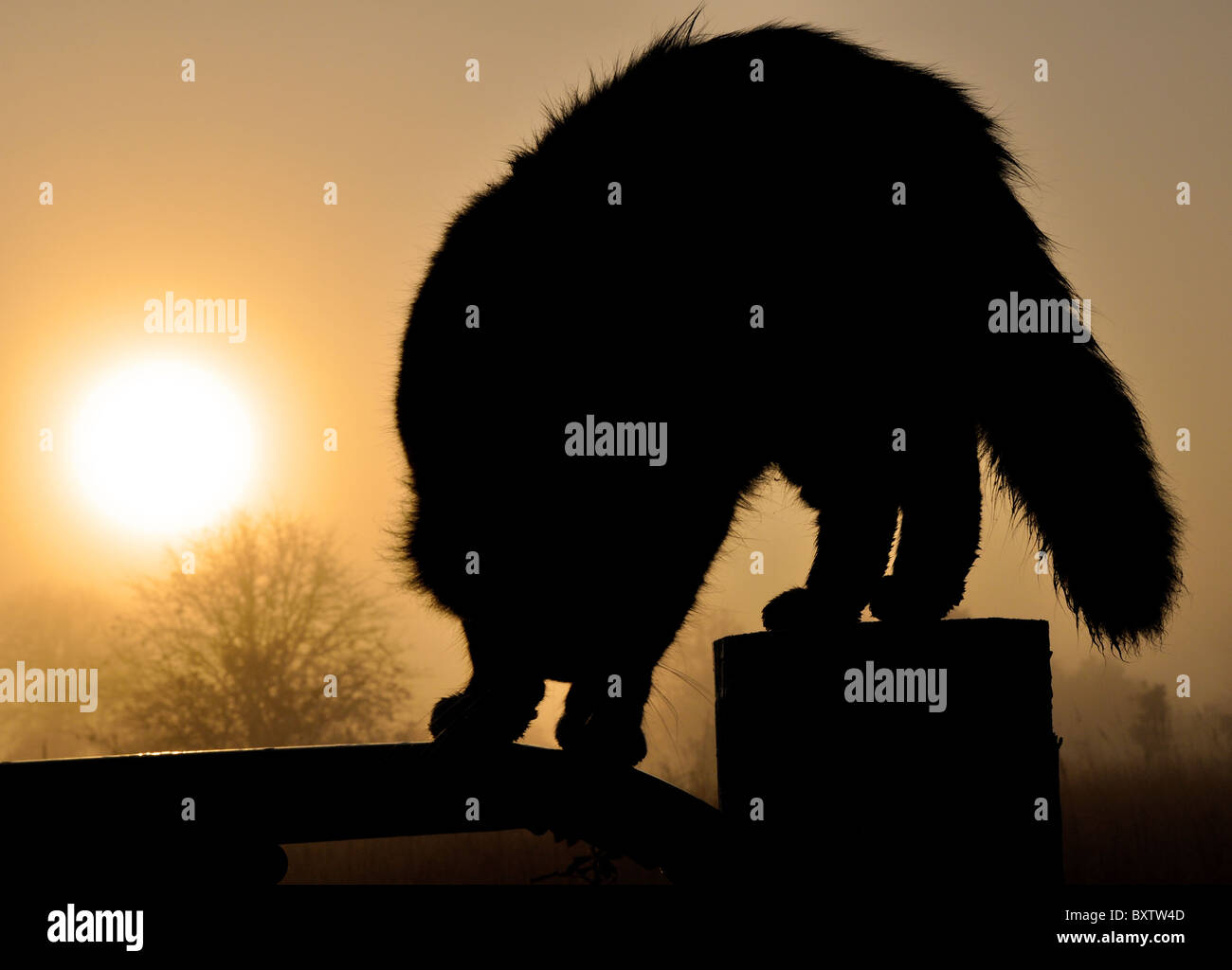 Silhouette di un gatto nero sul recinto contro Rising Sun in pesante velatura in ricchi toni caldi Foto Stock