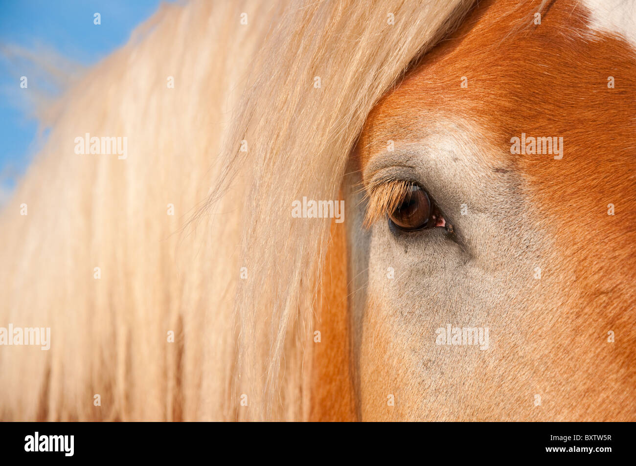 Bella dolce occhio di un enorme progetto belga cavallo Foto Stock