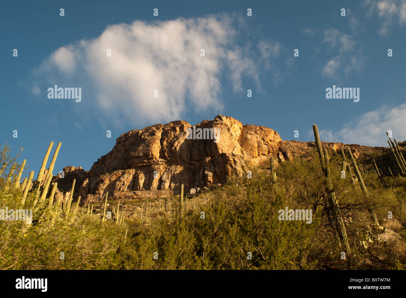 Deserto, Tucson in Arizona Foto Stock