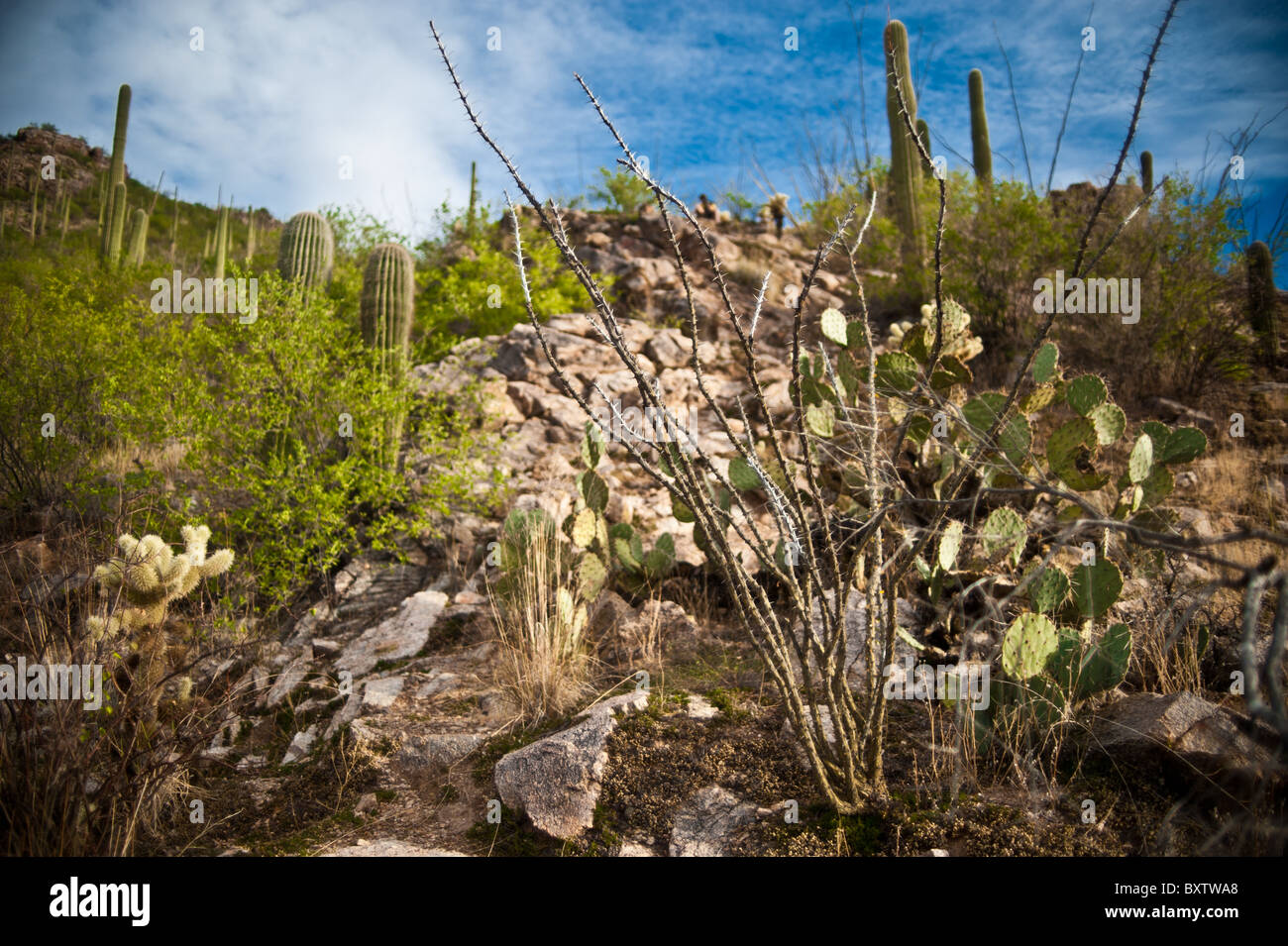 Ventana Canyon , Tucson in Arizona Foto Stock