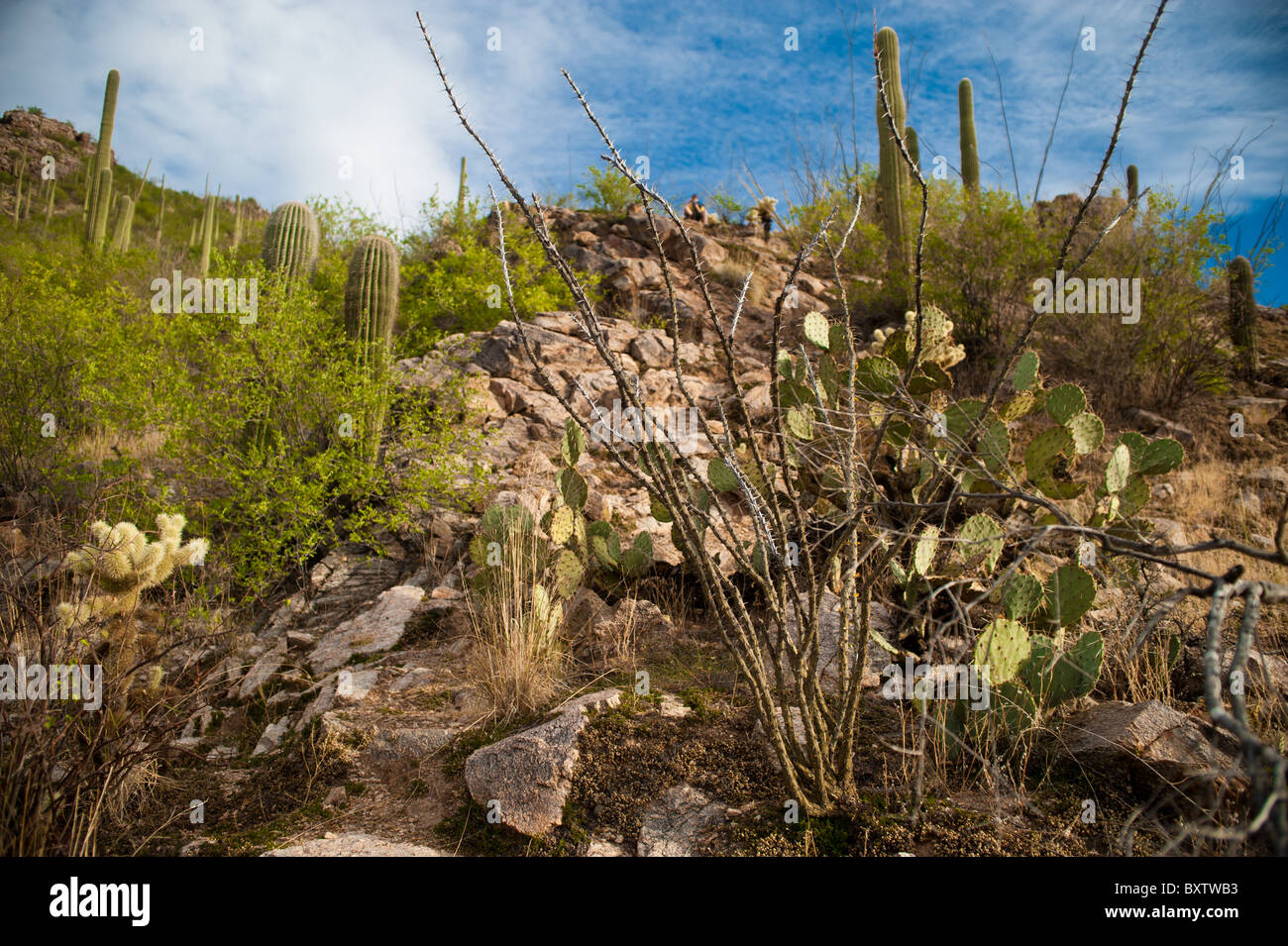 Ventana Canyon , Tucson in Arizona Foto Stock