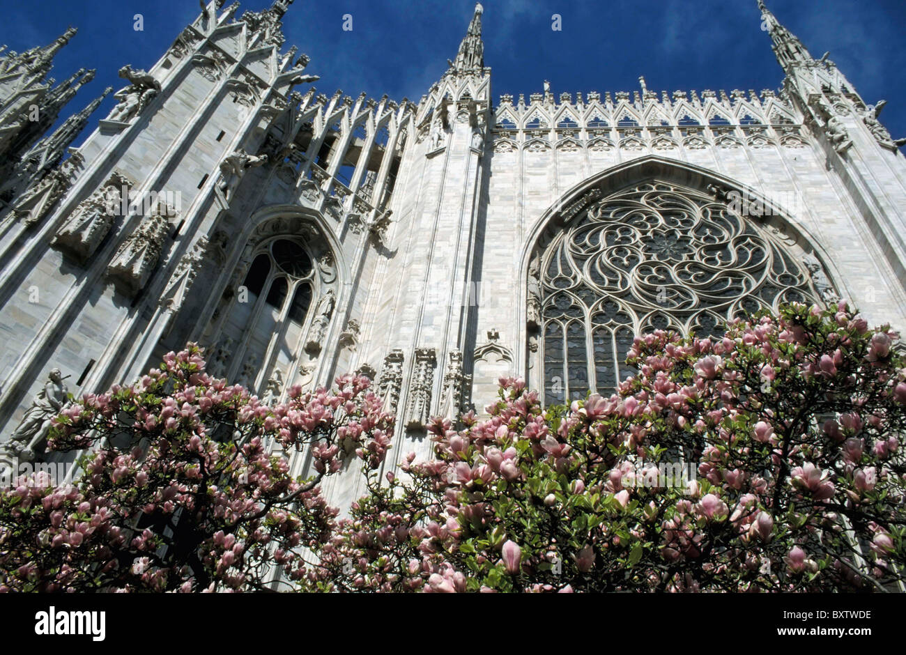 Il Duomo di Milano e fiori, a basso angolo di visione Foto Stock
