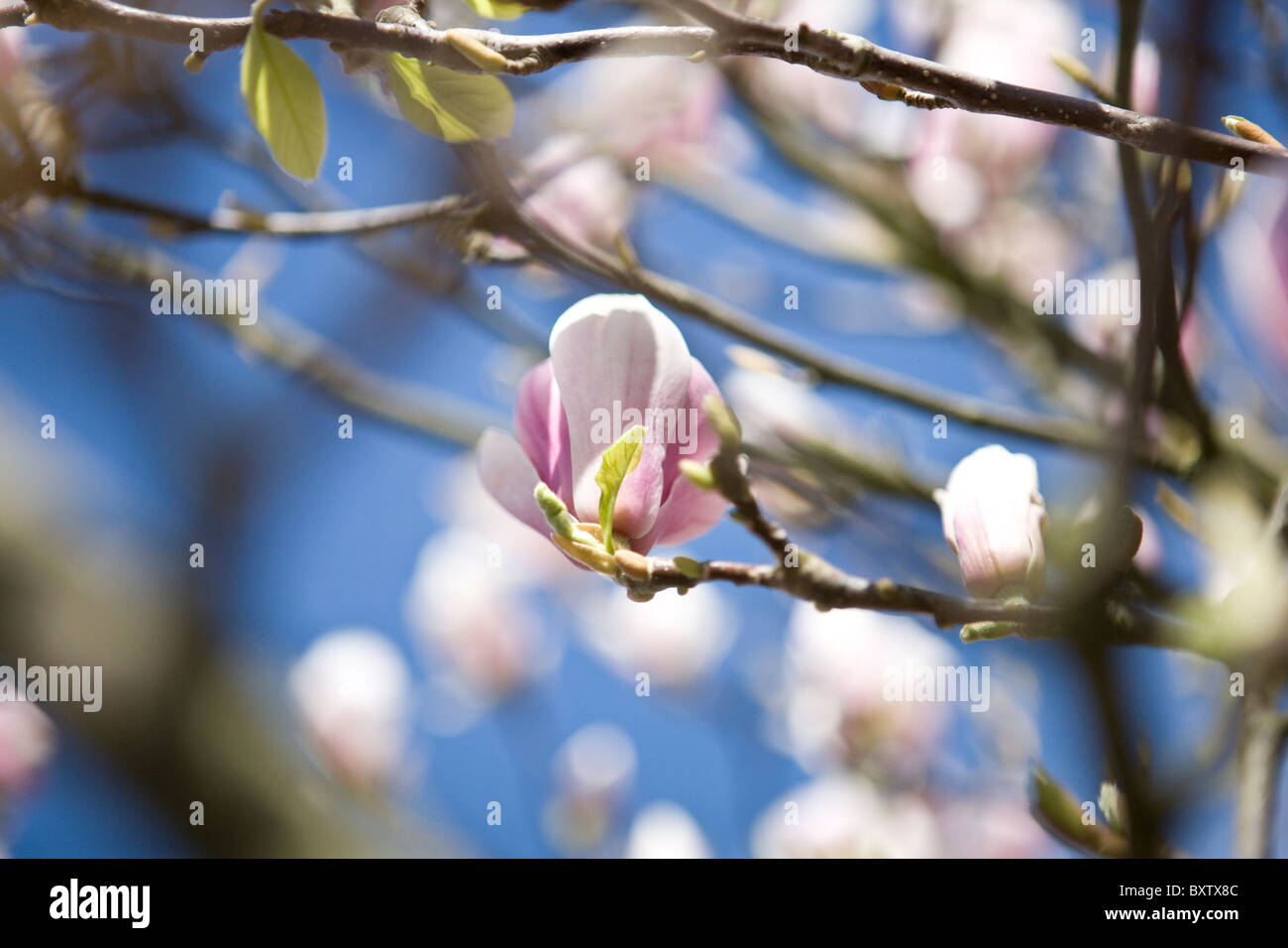 Un fiore di magnolia su un albero Foto Stock