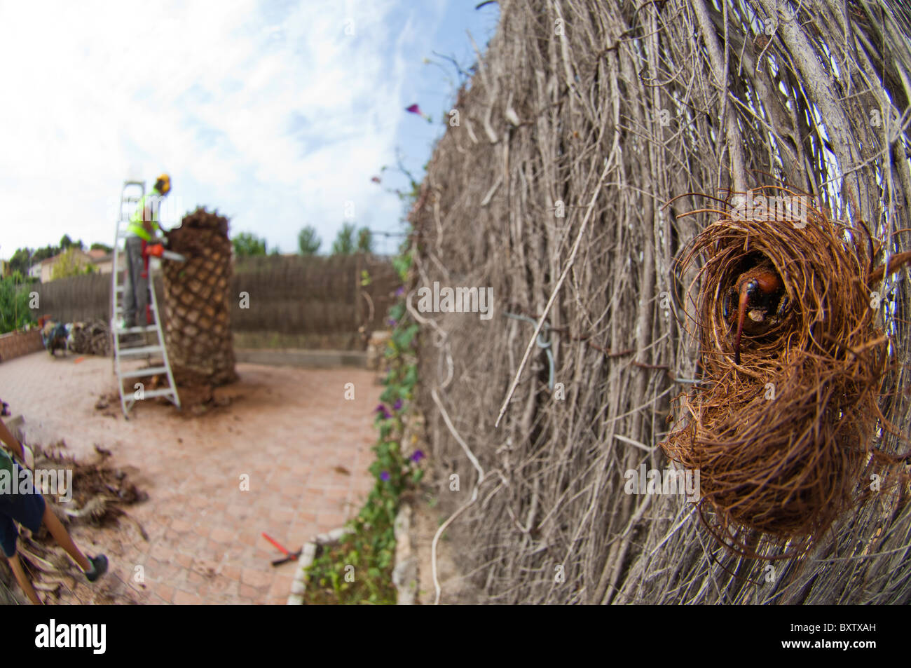 Aperto cocoon per mostrare la quasi adulto dal rosso curculione palm (Rhynchophorus ferrugineus) come riscontrato durante il trattamento di una infestazione Palm tree, Spagna dal rosso curculione palm (Rhynchophorus ferrugineus) come riscontrato durante il trattamento di una infestazione Palm tree, Spagna Foto Stock