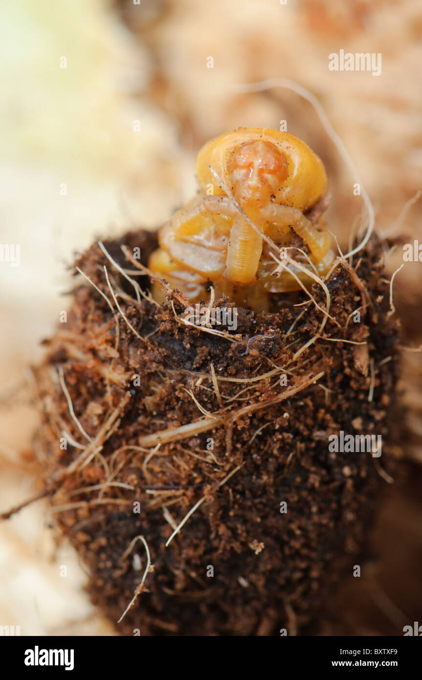 Aperto cocoon per mostrare la crisalide dal rosso curculione palm (Rhynchophorus ferrugineus) come riscontrato durante il trattamento di una infestazione Palm tree, Spagna Foto Stock