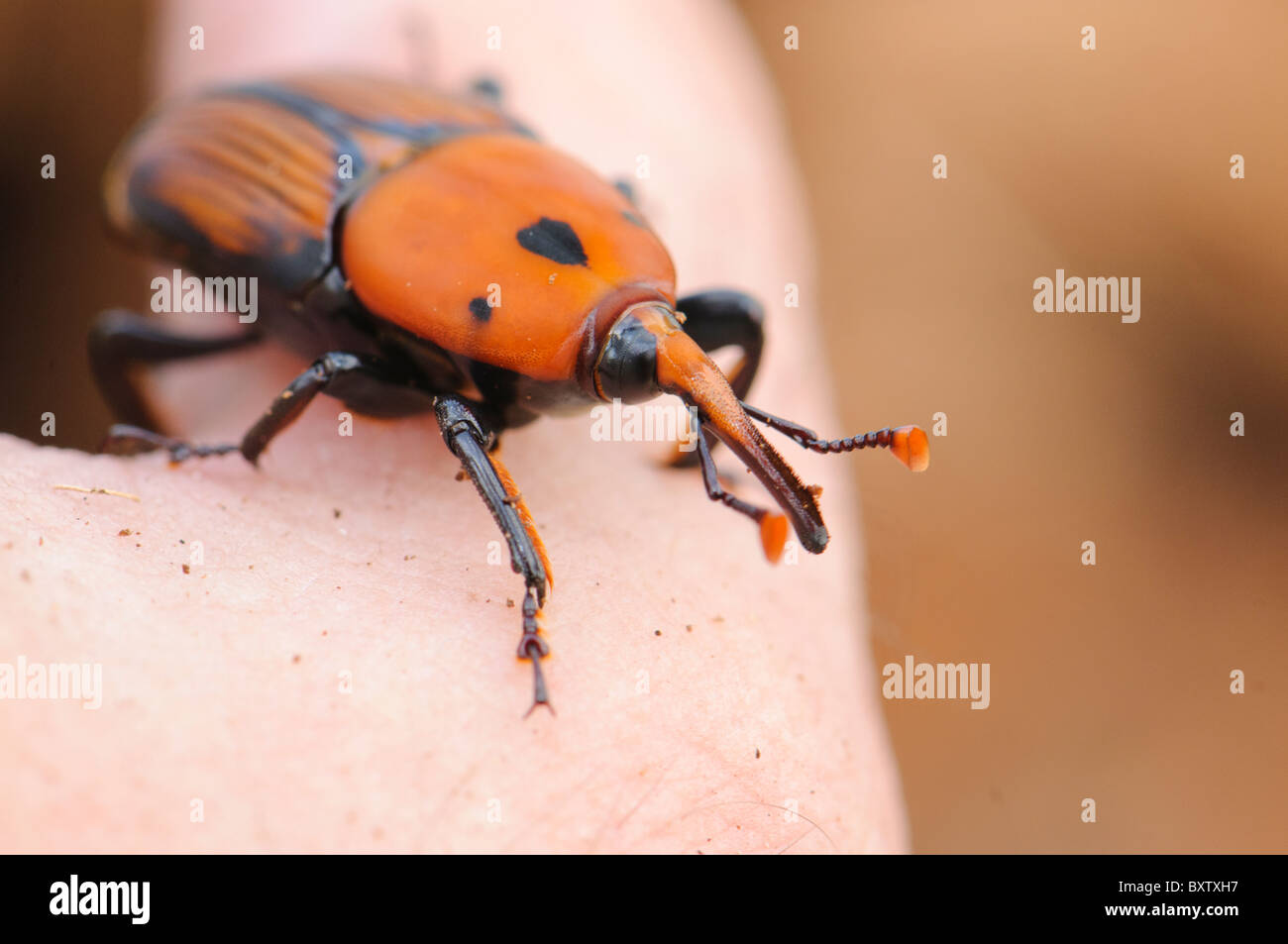 Adulto dal rosso curculione Palm (Rhynchophorus ferrugineus) come riscontrato durante il trattamento di un canarino infestate di palma, Spagna Foto Stock