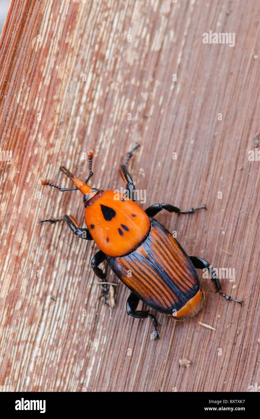 Adulto dal rosso curculione Palm (Rhynchophorus ferrugineus) come riscontrato durante il trattamento di un canarino infestate di palma, Spagna Foto Stock