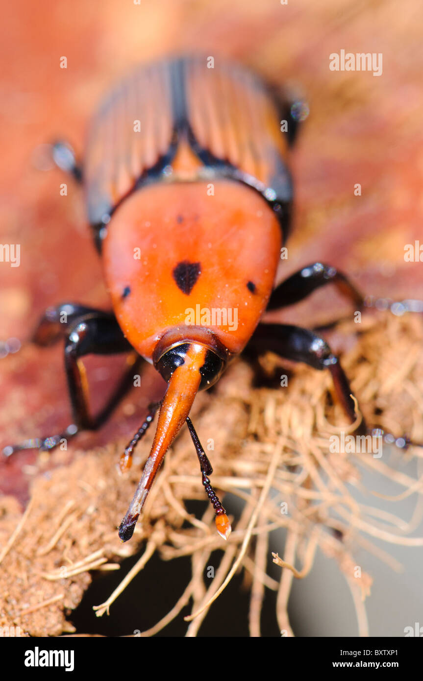 Adulto dal rosso curculione Palm (Rhynchophorus ferrugineus) come riscontrato durante il trattamento di un canarino infestate di palma, Spagna Foto Stock