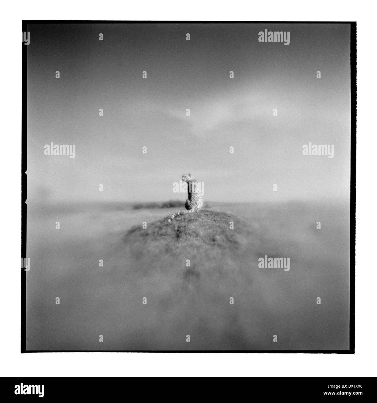 Africa, Kenia Masai Mara Game Reserve, offuscata immagine in bianco e nero di ghepardo seduta sul tumulo termite Foto Stock