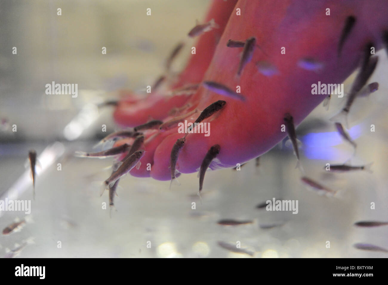 Cali femmina i suoi piedi in una vasca di Garra Rufa pesci anche noto come Doctor Fish . Essi sono utilizzati come una pedicure Foto Stock