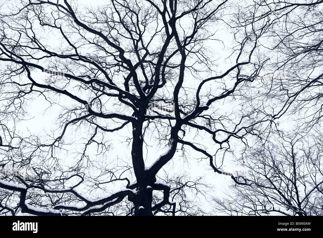 Neve, alberi della foresta Foto Stock