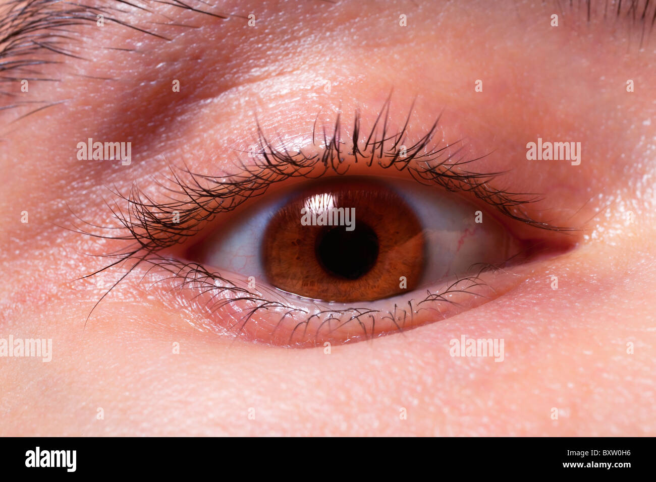 Brown man's eye closeup Foto Stock