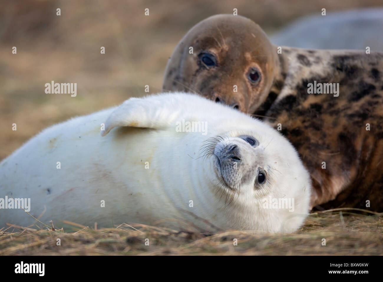 Le foche grigie; Halichoerus grypus; madre e pup; Donna Nook; Lincolnshire Foto Stock
