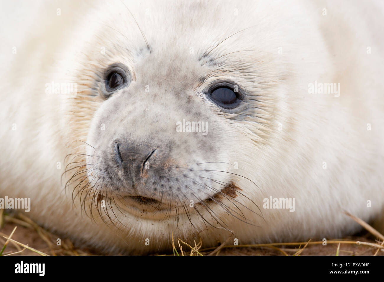 Guarnizione grigio; Halichoerus grypus; pup; Donna Nook; Lincolnshire Foto Stock