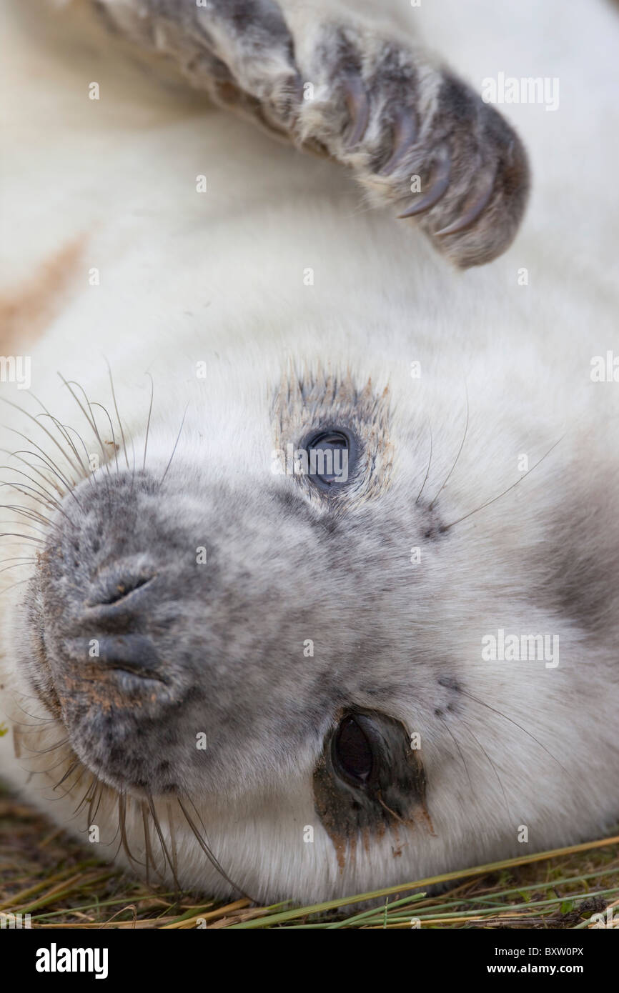 Guarnizione grigio; Halichoerus grypus; pup; Donna Nook; Lincolnshire Foto Stock