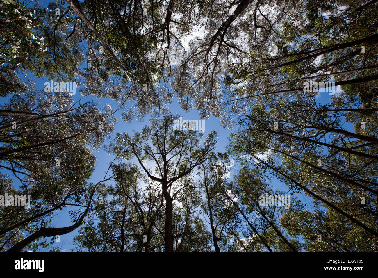 Australia, Nuovo Galles del Sud, Lind Parco Nazionale, Spotted Gum trees (Corymbia maculata) nella foresta di eucalipti su mattinata estiva Foto Stock