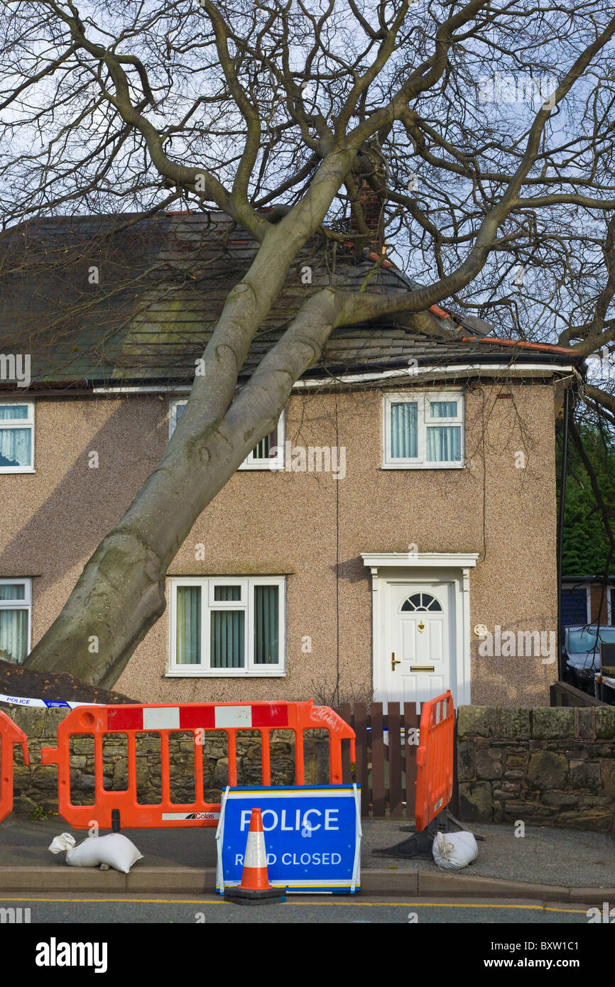 Albero che cade sulla casa, Wirral, Inghilterra Foto Stock