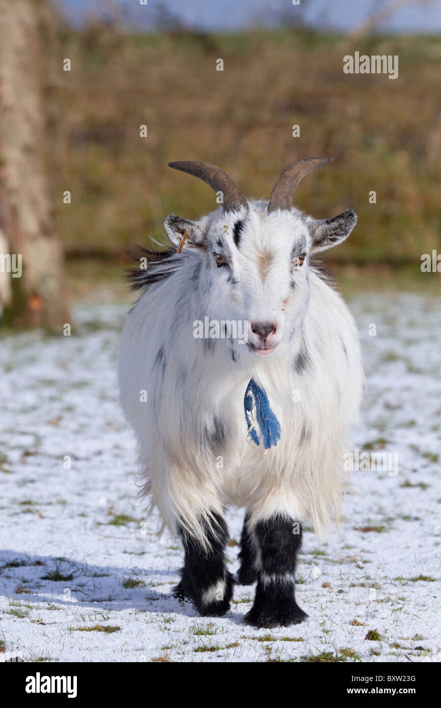 Pigmeo di capra nella neve; guarnizione nazionale santuario; Cornovaglia Foto Stock