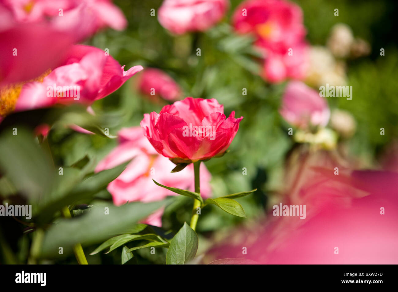 Una rosa peonia fiore Foto Stock