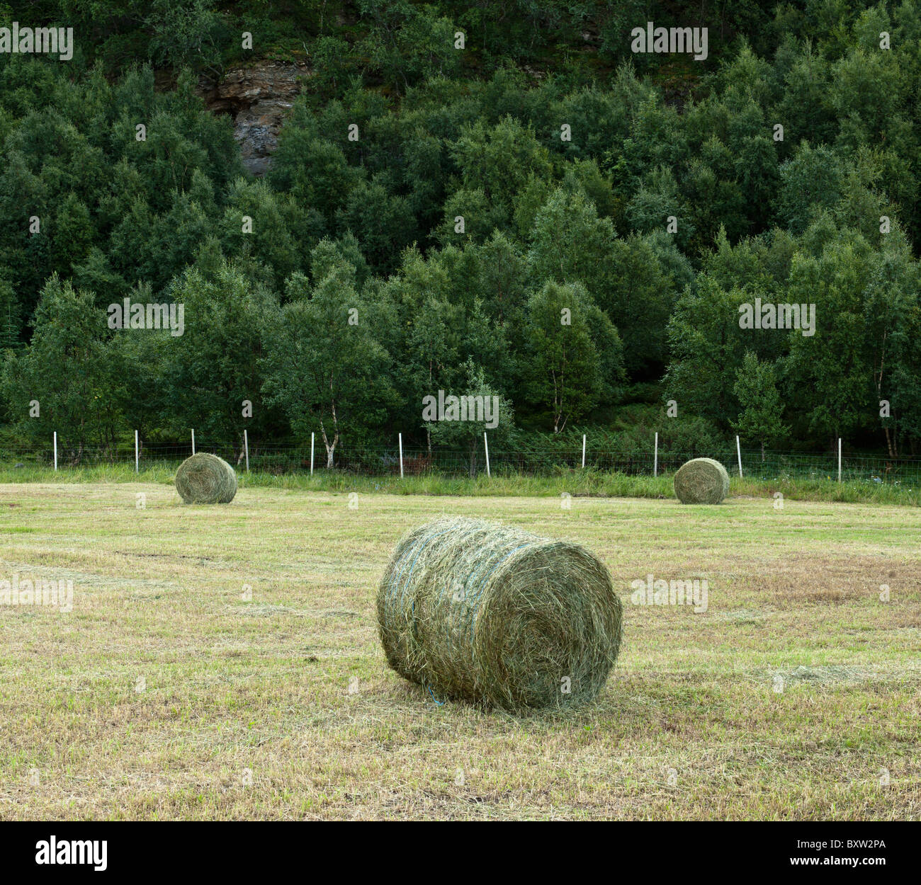 Grande palla di fieno sulla nuova erba falciata campo. Foto Stock