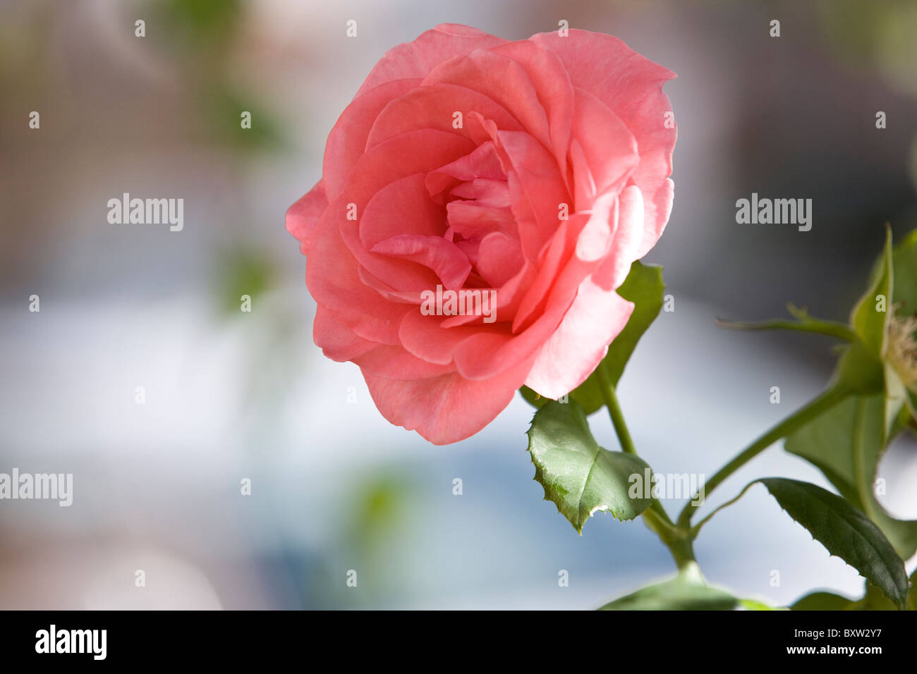 Una rosa rosa in piena fioritura Foto Stock