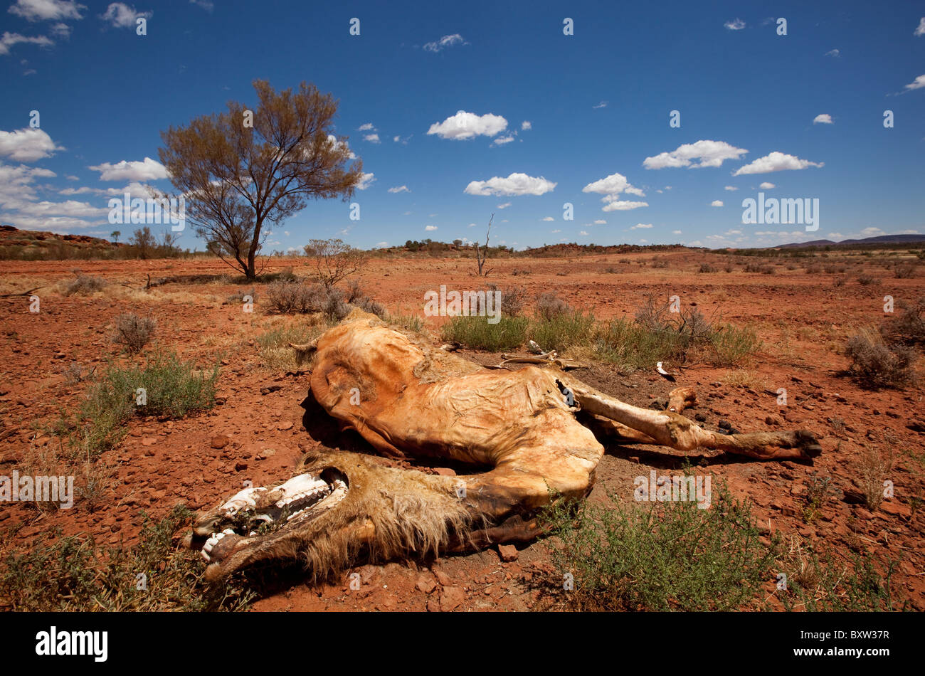 Australia, Territorio del Nord, morto cammello nel deserto outback Foto Stock
