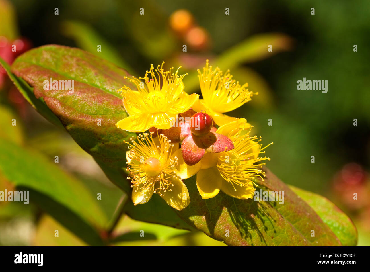 Hypericum androsaemum nome comune: Tutsan o erba di San Giovanni Foto Stock