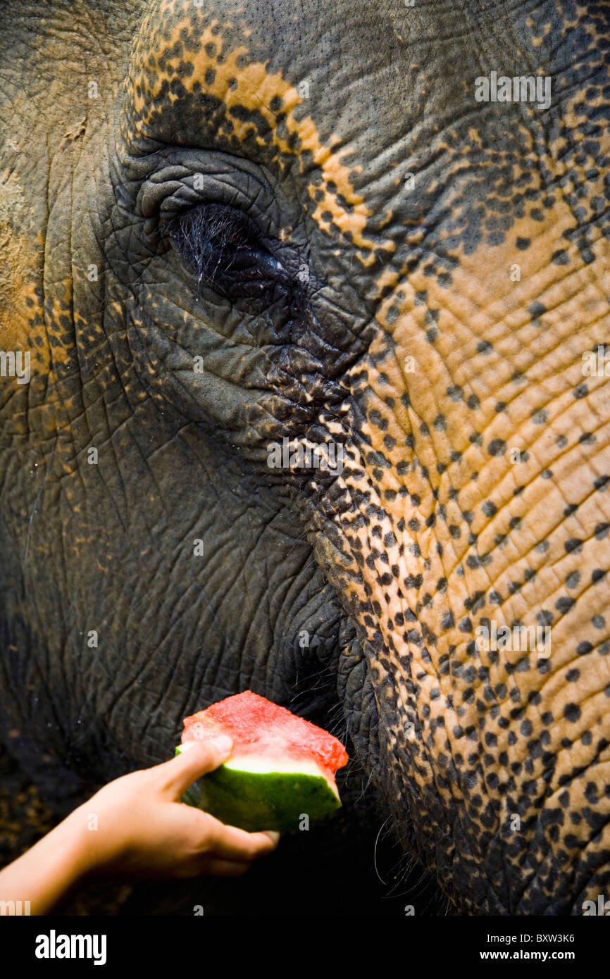 Alimentazione turistico elefante a Kuala Gandah, Elephant Conservation Centre Foto Stock